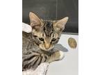 Adopt Star 8127 a Domestic Shorthair / Mixed cat in Dallas, TX (38752912)