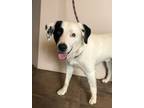 Adopt Sparky a White - with Black Dalmatian / Australian Shepherd / Mixed dog in