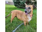Adopt Junie a Dachshund / Beagle / Mixed dog in Pequot Lakes, MN (39018510)
