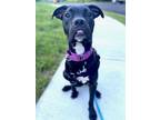 Adopt Miracle a Black Mixed Breed (Medium) / Mixed dog in West Chester