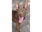 Adopt Noah a Brown/Chocolate Shepherd (Unknown Type) / Mixed dog in San Antonio