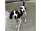 Adopt BoBo a Black Mixed Breed (Medium) / Mixed dog in Charleston, WV (38760496)