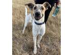 Adopt Levi a White Australian Cattle Dog / Mixed dog in Bryan, TX (38995152)