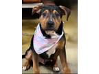 Adopt Jasper (Merrys Babies) a American Staffordshire Terrier, Hound