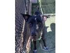 Adopt TEDDY a Black - with White Labrador Retriever / Mixed dog in Casa Grande