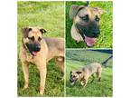 Adopt SARGE a Brown/Chocolate German Shepherd Dog / American Pit Bull Terrier /