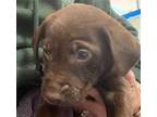 Adopt RANGER a Brown/Chocolate Labrador Retriever / Mixed dog in Plano