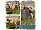 Adopt VINCENT a Tan/Yellow/Fawn American Pit Bull Terrier / Mixed dog in