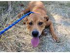 Adopt JAMES a Red/Golden/Orange/Chestnut Labrador Retriever / Mixed dog in