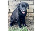 Adopt Trace a Labrador Retriever