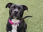 Adopt PEPPER a Black - with White Labrador Retriever / Mixed dog in St.