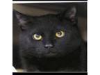 Adopt Majestic a Domestic Short Hair