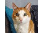 Adopt Washington a Domestic Short Hair