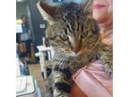 Adopt Sherman a Domestic Short Hair