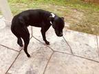 Adopt MOJI a Black - with White Labrador Retriever / Mixed dog in Austin