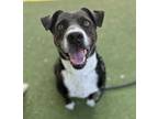 Adopt KODO a Black - with White Mixed Breed (Medium) / Mixed dog in Los Angeles