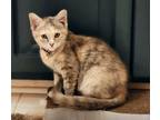 Adopt Maeve a Domestic Shorthair / Mixed cat in Statesville, NC (38871499)