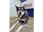 Adopt Tiffany a Black - with White Siberian Husky / Jindo / Mixed dog in