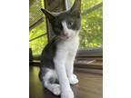 Adopt Belle a Gray or Blue (Mostly) Domestic Shorthair / Mixed (short coat) cat