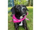 Adopt Zayleigh a Black - with White Mixed Breed (Medium) / Hound (Unknown Type)