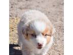 Australian Shepherd Puppy for sale in Cheyenne, WY, USA