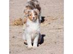 Australian Shepherd Puppy for sale in Cheyenne, WY, USA