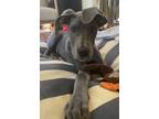 Adopt Simone a Gray/Blue/Silver/Salt & Pepper Great Dane / Mixed dog in Milton