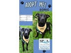 Adopt Sonic a Black Labrador Retriever / Mixed dog in Niagara Falls