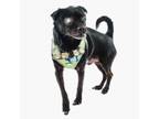 Adopt Pocky 11000 a Black Terrier (Unknown Type, Small) / Mixed dog in San