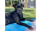 Adopt PUGSLEY a Black American Staffordshire Terrier / Mixed dog in Pt.