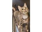 Adopt Sweetart a Domestic Shorthair / Mixed (short coat) cat in Ocala