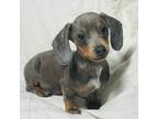 Dachshund Puppy for sale in Terrell, TX, USA