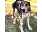 Adopt Gunther - Chino Hills Location a Black Coonhound / Mixed dog in Chino