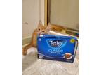 Adopt Tetley a Domestic Shorthair / Mixed (short coat) cat in Sewell