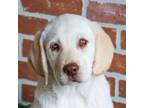 Labrador Retriever Puppy for sale in Syracuse, IN, USA
