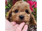 Cavapoo Puppy for sale in Pigeon Forge, TN, USA