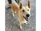 Adopt Sandman a Tan/Yellow/Fawn Shepherd (Unknown Type) / Mixed dog in El Paso