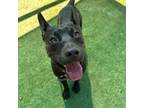 Adopt Reba a Black Pit Bull Terrier / Mixed dog in El Paso, TX (38927288)