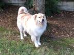 Adopt Duncan a White Retriever (Unknown Type) / Mixed dog in New Canaan