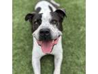 Adopt Mitchell a White - with Tan, Yellow or Fawn American Pit Bull Terrier /