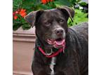 Adopt Candi a Brown/Chocolate Mixed Breed (Large) / Mixed dog in Fairport