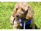 Adopt Clifford a Poodle