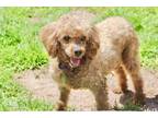 Adopt Clifford a Poodle