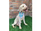 Adopt Kira a White Bedlington Terrier / Mixed Breed (Medium) dog in Langley