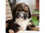 Mutt Puppy for sale in Knob Noster, MO, USA