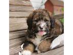 Mutt Puppy for sale in Knob Noster, MO, USA