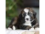 Mutt Puppy for sale in Knob Noster, MO, USA