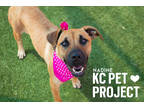 Adopt Nadine a Tan/Yellow/Fawn Mixed Breed (Large) / Mixed dog in Kansas City