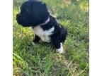 Portuguese Water Dog Puppy for sale in Graford, TX, USA