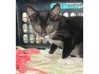 Adopt Ritsy a All Black Domestic Shorthair / Domestic Shorthair / Mixed cat in